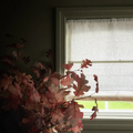 Patti Belgian Linen Roman Blind Cordless
